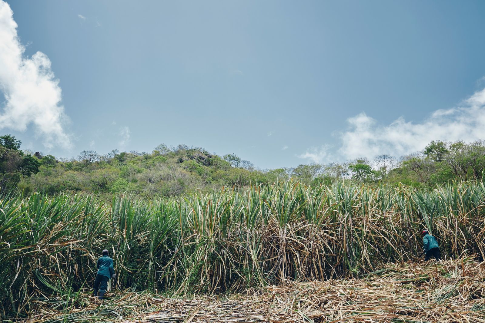 Neisson cane fields